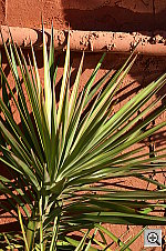 Click to see YPICT0527.JPG