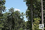 Click to see NEX5NPINE.JPG