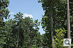 Click to see NEX5NPINE_ACRu300r03.JPG