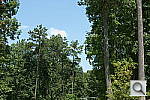 Click to see NEX5NPINE_IDCdefaults.JPG