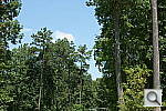 Click to see NEX5NPINE_IDCs100ou50.JPG