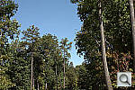 Click to see NEX7PINE_DCRu150r06.JPG