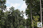 Click to see NEXC3PINE.JPG