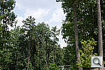 Click to see NEXC3PINE_ACRu300r03.JPG