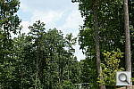 Click to see NEXC3PINE_IDCdefaults.JPG