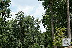 Click to see NEXC3PINE_IDCs100ou50.JPG