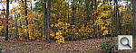 Click to see YDSC00098.JPG