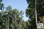 Click to see J1PINE_ACRu250r03.JPG