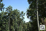 Click to see J1PINE_DCRu250r03.JPG