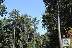 Click to see J1PINE_VNX.JPG