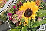 Click to see YDSC_0108.JPG