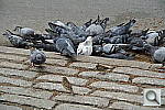 Click to see YDSC_0149.JPG