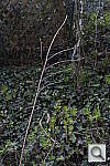 Click to see Y_DSC0995.JPG