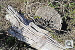 Click to see Y_DSC0997.JPG