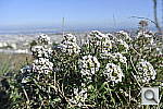 Click to see Y_DSC1000.JPG