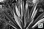 Click to see Y_DSC1050.JPG