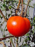 Click to see YSNV30012.JPG