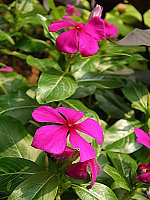 Click to see YIMGP0002.JPG