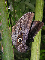 Click to see YIMGP0526.JPG