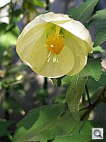 Click to see YPC040534.JPG