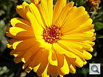 Click to see YPC040535.JPG