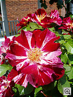 Click to see YP4290008.JPG