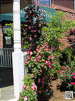 Click to see YP4290009.JPG