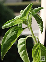 Click to see YPC020020.JPG