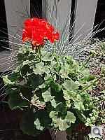 Click to see YP6290062.JPG