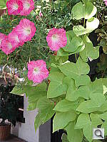 Click to see YP6290076.JPG