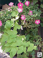 Click to see YP6290077.JPG