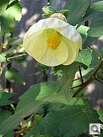 Click to see YPC040510.JPG