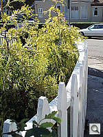 Click to see YPB090220.JPG