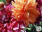 Click to see YIMGP0003.JPG