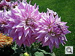 Click to see YIMGP0004.JPG