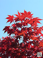 Click to see YDSC00614.JPG