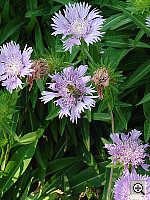 Click to see YDSC00720.JPG