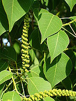 Click to see YDSC00583.JPG