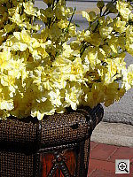 Click to see YDSC00545.JPG