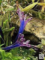 Click to see YCIMG0620.JPG