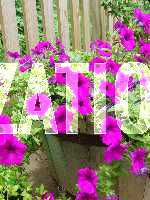 Click to see P71YDSC00359.JPG