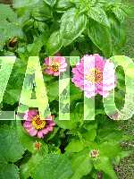 Click to see P71YDSC00360.JPG