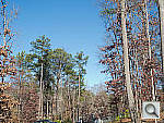 Click to see P7100PINE_ACRu300r03.JPG