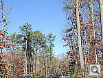 Click to see P7100PINE_VNX.JPG
