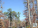 Click to see P7100PINE_VNX_s2.JPG
