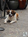 Click to see YDSCN0173.JPG