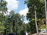 Click to see PENTAXQPINEACRu400r06.JPG