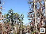 Click to see PS100PINE-DPP10.JPG