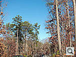 Click to see PS100PINE_ACRu500r03.JPG