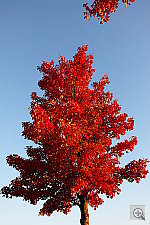 Click to see YDSC00509.JPG